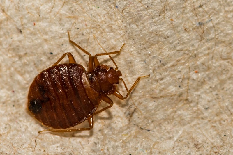 Bed-Bug-Exterminator-Martinez-CA