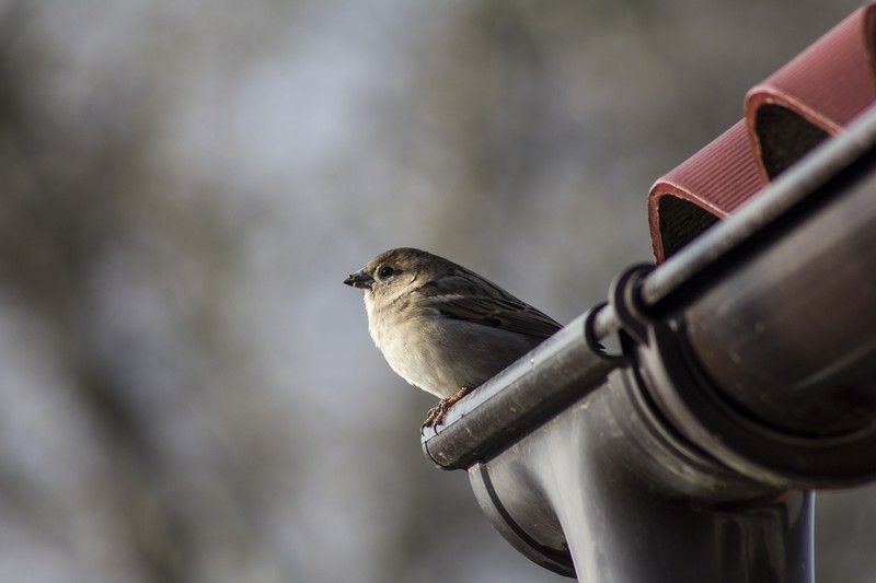 Bird-Proofing-Walnut-Creek-CA