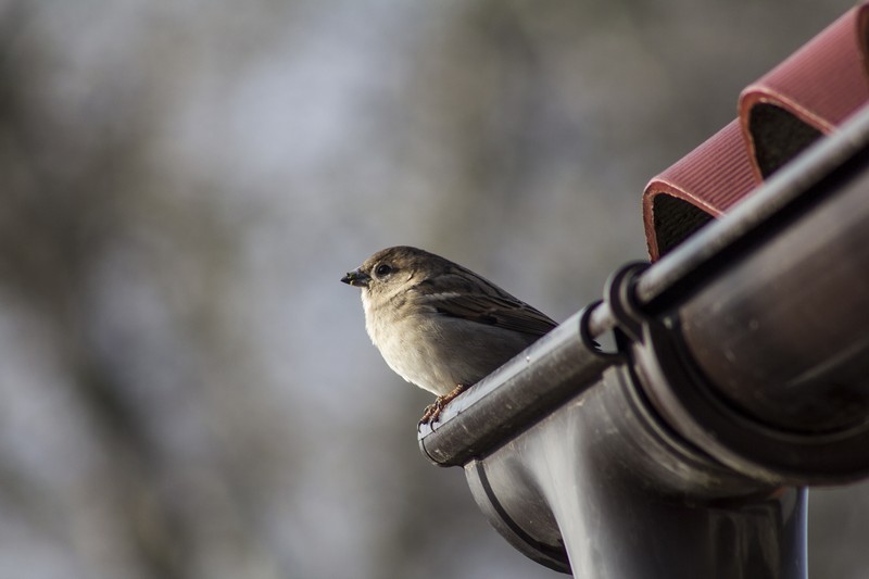 Bird-Control-Service-Walnut-Creek-CA