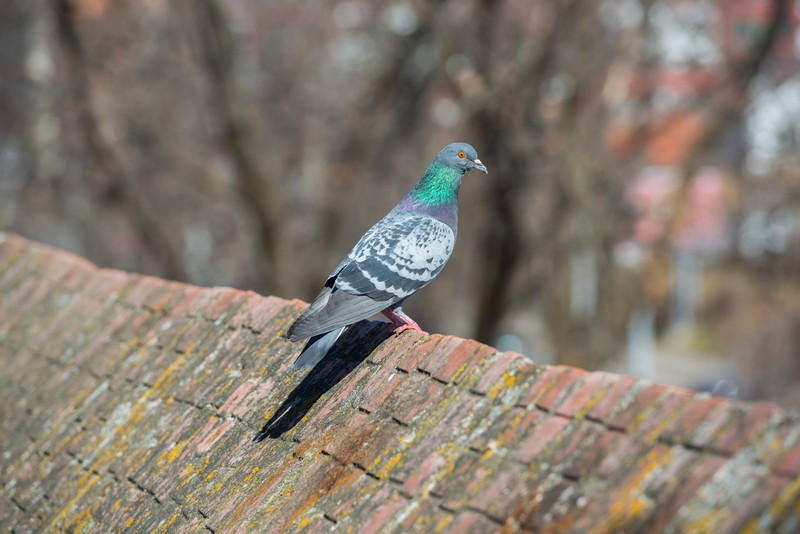 Bird-Control-Walnut-Creek-CA