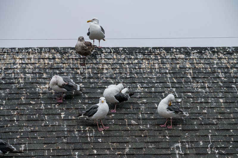 Bird-Removal-Services-Walnut-Creek-CA