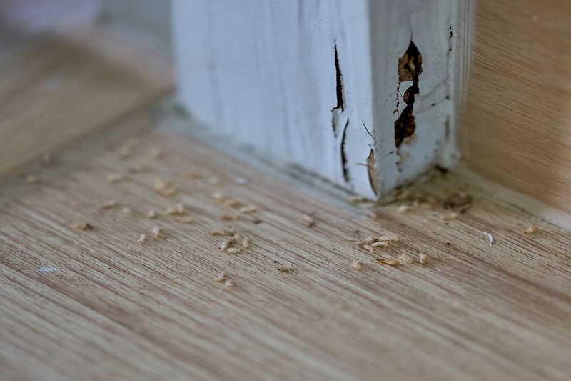 Termites-Treatment-Lafayette-CA