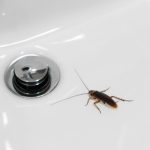 Cockroach,In,The,Bathroom,On,The,Sink.,The,Problem,With
