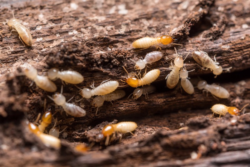 Termites-Lafayette-CA