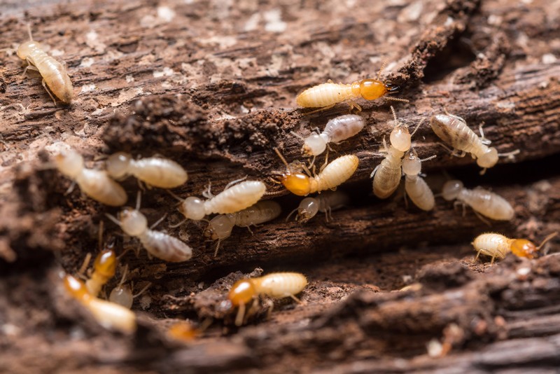 Termites-Oakland-CA