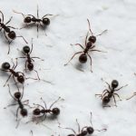 Black,Ants,On,A,White,Background,Looks,Larger,Than,Ants