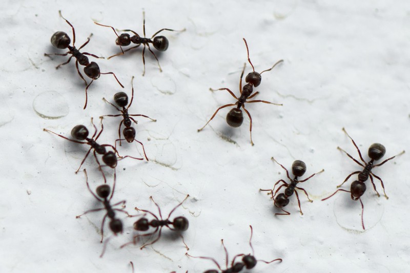 Black,Ants,On,A,White,Background,Looks,Larger,Than,Ants