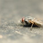Common,Housefly,With,Red,Eyes,Macro