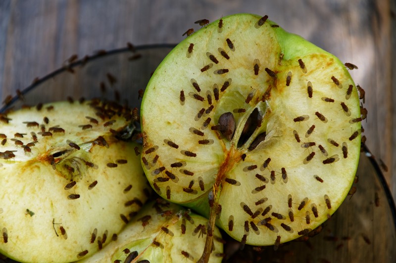 A,Cut,Apple,Has,Attracted,Fruit,Flies,To,Feed,On