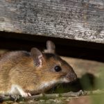 The,Yellow-necked,Mouse,(apodemus,Flavicollis),,Also,Called,Yellow-necked,Field,Mouse,