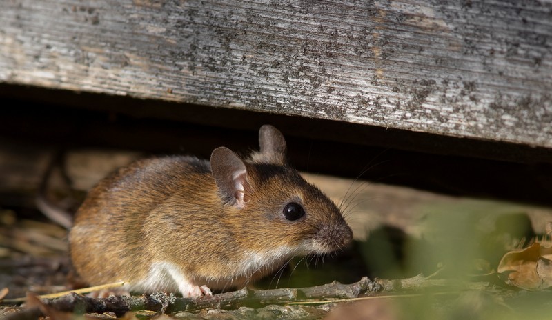 The,Yellow-necked,Mouse,(apodemus,Flavicollis),,Also,Called,Yellow-necked,Field,Mouse,