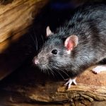 The,Black,Rat,(rattus,Rattus),,Also,Known,As,Ship,Rat,