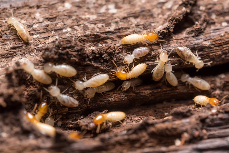 Termite-Alameda-CA