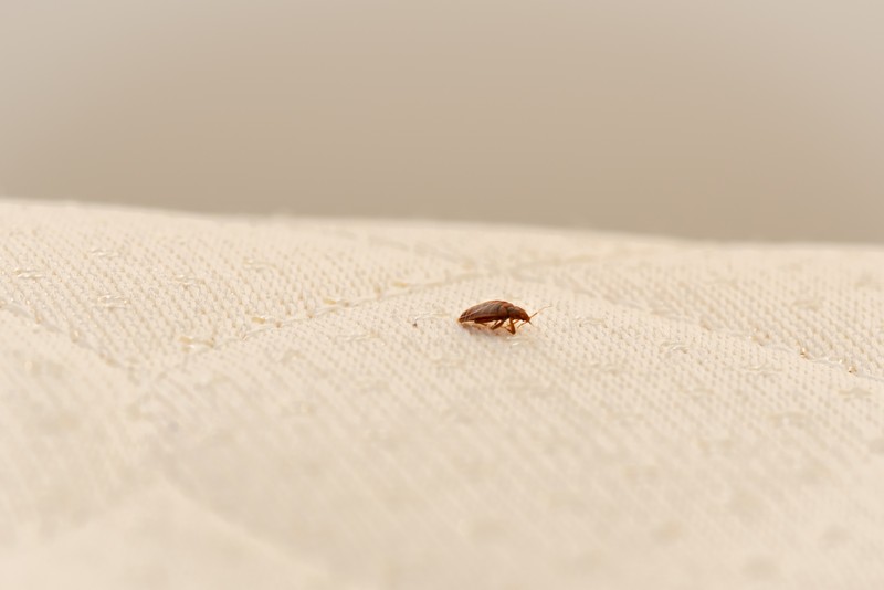 Experienced Concord bed bug exterminator in CA near 94520