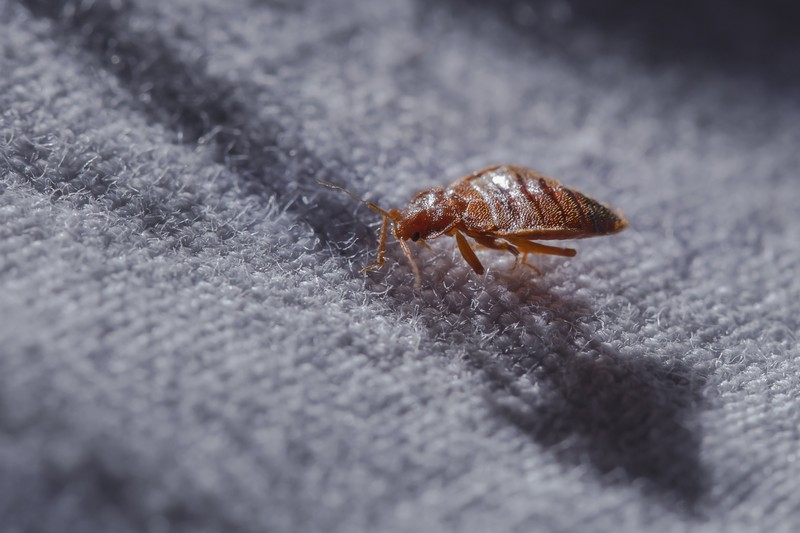 Best Concord bed bug treatment in CA near 94520