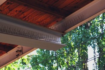 Exceptional Berkeley bird proofing in CA near 94704