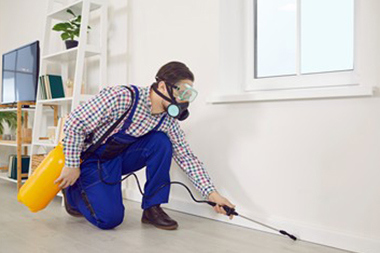 Expert San Leandro pest removers in CA near 94577