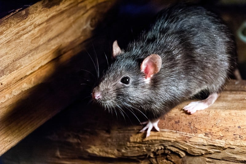 Rat Control Walnut Creek