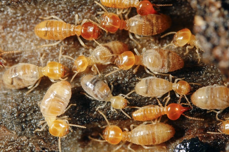 Termite Protection Walnut Creek